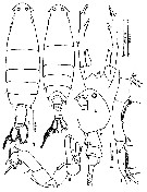 Species Labidocera laevidentata - Plate 4 of morphological figures