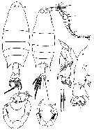 Espce Labidocera kryeri - Planche 17 de figures morphologiques