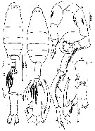 Espce Labidocera bengalensis - Planche 4 de figures morphologiques