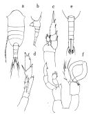 Espce Lucicutia paraclausi - Planche 1 de figures morphologiques