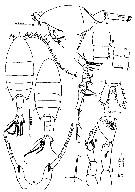 Espce Calanopia elliptica - Planche 10 de figures morphologiques