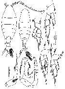 Espce Calanopia australica - Planche 6 de figures morphologiques
