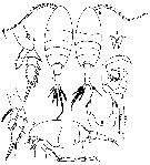 Species Calanopia aurivilli - Plate 3 of morphological figures