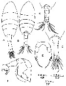 Espce Calanopia aurivilli - Planche 4 de figures morphologiques