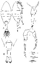 Espce Calanopia elliptica - Planche 11 de figures morphologiques