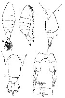Espce Calanopia thompsoni - Planche 7 de figures morphologiques