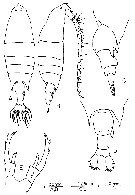Espce Labidocera acuta - Planche 27 de figures morphologiques
