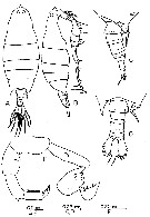 Espce Labidocera acuta - Planche 28 de figures morphologiques