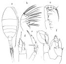 Espce Lucicutia curta - Planche 1 de figures morphologiques
