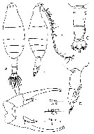 Species Labidocera minuta - Plate 12 of morphological figures
