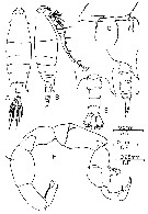 Species Labidocera minuta - Plate 13 of morphological figures