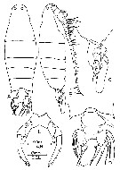 Espce Labidocera pavo - Planche 12 de figures morphologiques
