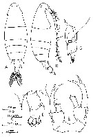 Espce Labidocera pectinata - Planche 12 de figures morphologiques