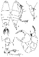 Espce Labidocera pectinata - Planche 13 de figures morphologiques