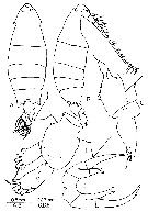 Espce Pontella danae - Planche 8 de figures morphologiques