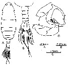 Species Pontella forficula - Plate 3 of morphological figures