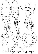 Species Pontellopsis herdmani - Plate 5 of morphological figures