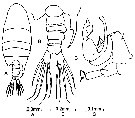 Espce Pontellopsis inflatodigitata - Planche 3 de figures morphologiques