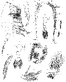 Espce Labidocera acuta - Planche 26 de figures morphologiques