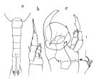 Espce Lucicutia pera - Planche 1 de figures morphologiques