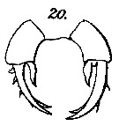 Espce Labidocera detruncata - Planche 16 de figures morphologiques