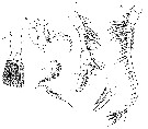 Espce Labidocera detruncata - Planche 17 de figures morphologiques