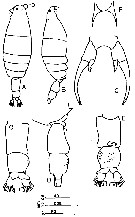 Species Labidocera minuta - Plate 14 of morphological figures