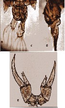 Species Pontella danae - Plate 9 of morphological figures