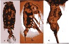 Species Pontellopsis herdmani - Plate 6 of morphological figures