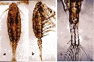 Species Acartiella faoensis - Plate 7 of morphological figures