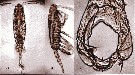 Espce Acartiella faoensis - Planche 8 de figures morphologiques