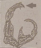 Espce Tortanus (Tortanus) barbatus - Planche 6 de figures morphologiques