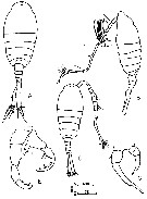 Espce Tortanus (Tortanus) forcipatus - Planche 9 de figures morphologiques