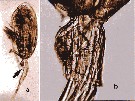 Espce Pseudodiaptomus ardjuna - Planche 2 de figures morphologiques