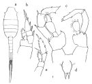 Espce Lucicutia aurita - Planche 1 de figures morphologiques