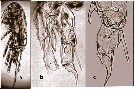 Espce Pseudodiaptomus ardjuna - Planche 3 de figures morphologiques