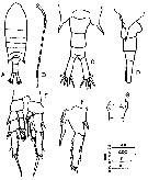 Espce Centropages tenuiremis - Planche 9 de figures morphologiques