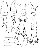 Species Centropages orsinii - Plate 7 of morphological figures