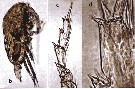 Espce Acrocalanus longicornis - Planche 17 de figures morphologiques