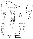 Espce Clausocalanus minor - Planche 12 de figures morphologiques