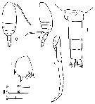 Espce Clausocalanus minor - Planche 15 de figures morphologiques