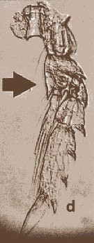 Espce Clausocalanus minor - Planche 14 de figures morphologiques