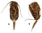 Species Clausocalanus minor - Plate 16 of morphological figures
