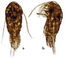 Species Temora turbinata - Plate 19 of morphological figures