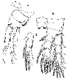 Espce Parathalestris jejuensis - Planche 5 de figures morphologiques