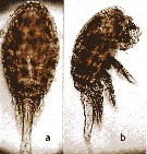Species Oithona sp. - Plate 3 of morphological figures