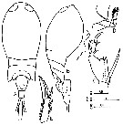Espce Corycaeus (Ditrichocorycaeus) andrewsi - Planche 14 de figures morphologiques
