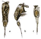 Species Corycaeus (Ditrichocorycaeus) dahli - Plate 15 of morphological figures