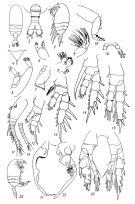 Espce Pseudocyclopia insignis - Planche 1 de figures morphologiques
