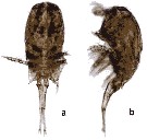 Species Corycaeus (Onychocorycaeus) agilis - Plate 17 of morphological figures